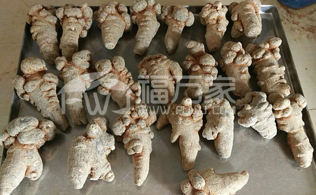 哪种形状的三七药效比较好？