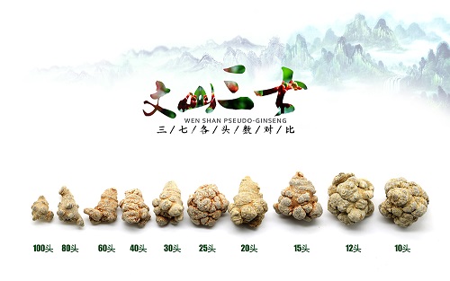 三七多少钱一斤要看头数